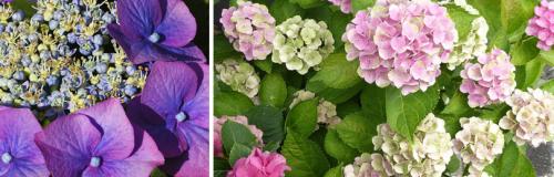 Правила ухода за гортензией осенью. НЕКОТОРЫЕ ОСОБЕННОСТИ, КОТОРЫЕ НАДО УЧИТЫВАТЬ ПРИ УХОДЕ ЗА ГОРТЕНЗИЯМИ ОСЕНЬЮ