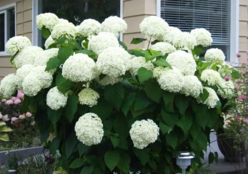 Уход за гортензией крупнолистной осенью. Обрезка гортензии осенью 