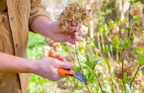 Обрезка гортензии осенью. Правильная обрезка гортензии: тонкости и нюансы проведения
