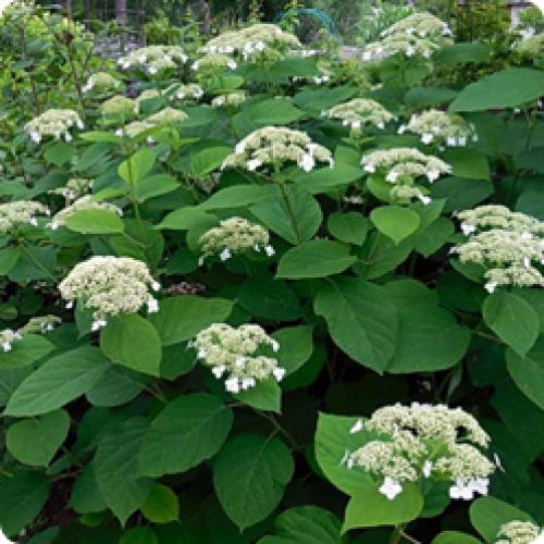 Правила ухода за гортензией осенью. НЕКОТОРЫЕ ОСОБЕННОСТИ, КОТОРЫЕ НАДО УЧИТЫВАТЬ ПРИ УХОДЕ ЗА ГОРТЕНЗИЯМИ ОСЕНЬЮ