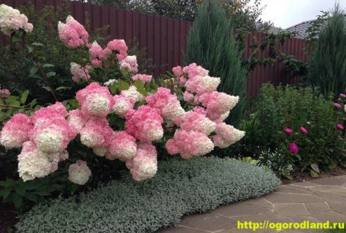 Правила ухода за гортензией осенью. НЕКОТОРЫЕ ОСОБЕННОСТИ, КОТОРЫЕ НАДО УЧИТЫВАТЬ ПРИ УХОДЕ ЗА ГОРТЕНЗИЯМИ ОСЕНЬЮ 12