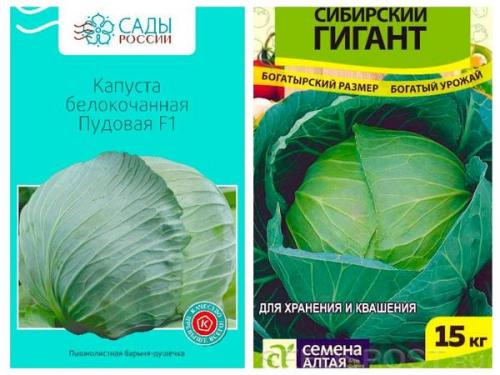 Какие сорта капусты наиболее устойчивы к вредителям и болезням Какие сорта капусты наиболее устойчивы к вредителям и болезням