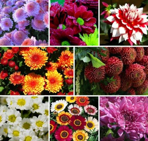 Какие сорта хризантем наиболее устойчивы к болезням и вредителям