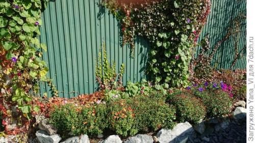 Какие сорта хризантем наиболее устойчивы к морозам