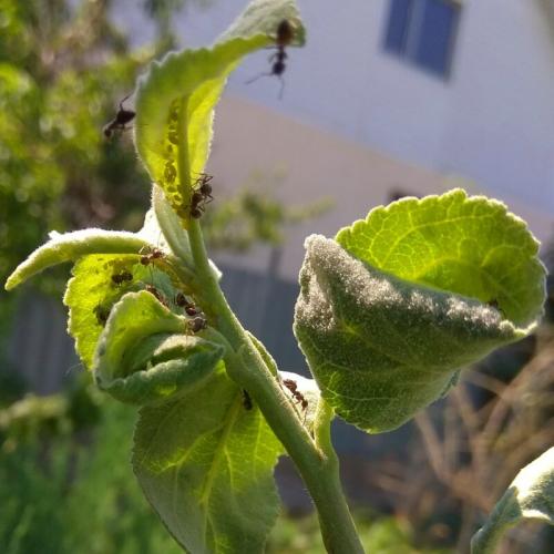 Каковы характеристики сорта яблони Лада