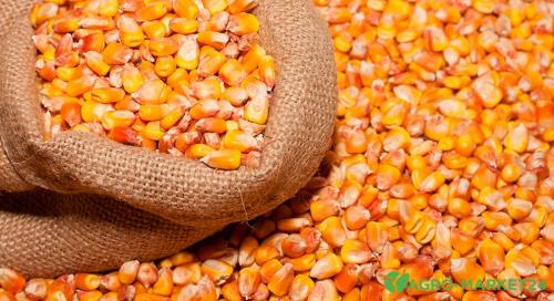 Как обеспечить достаточное количество удобрений для кукурузы на участке Как обеспечить достаточное количество удобрений для кукурузы на участке